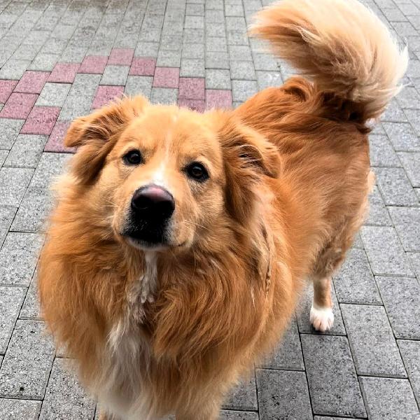 DIOR cerca casa Foto 4